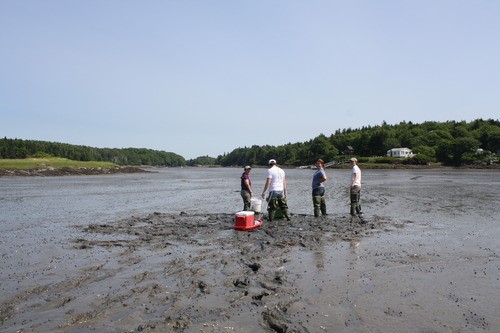 Bowdoin students (right) at a Kennebec Estuary clam flat with Ruth Indrick (left), KELT Project Coordinator, to take samples. Image: Michèle LaVigne.