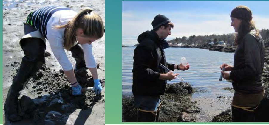 Bowdoin students digging for clams (left) and taking water samples (right) at another site on the Kennebec Estuary in Maine. Images: Ruth Indrick, KELT.