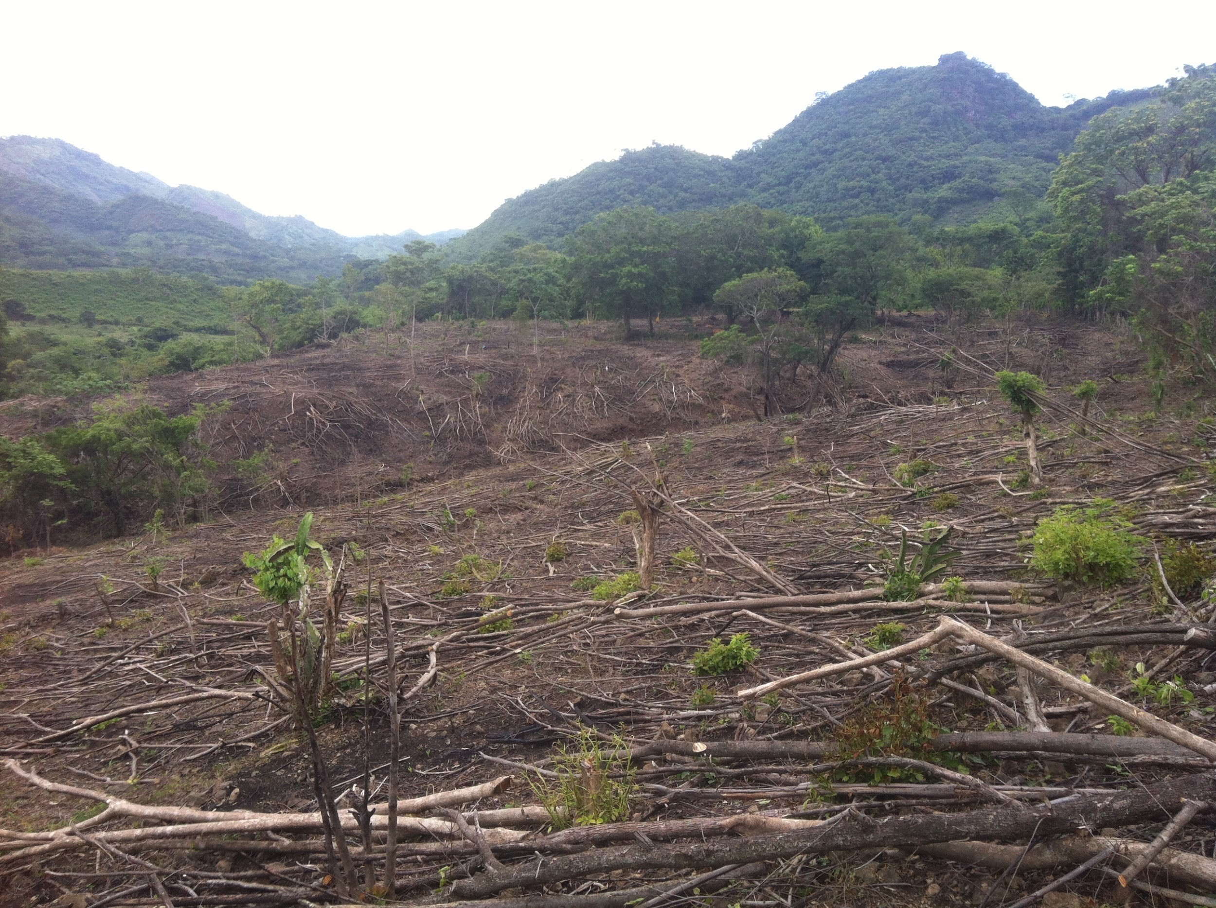 A secondary forest, cleared and burned to plant maize. The Sumpul River nearby suffers water contamination due to erosion and agrochemical runoff. The project aims to reduce slash-and-burn agriculture. Photo credit: Sean Kearney, ABES Project