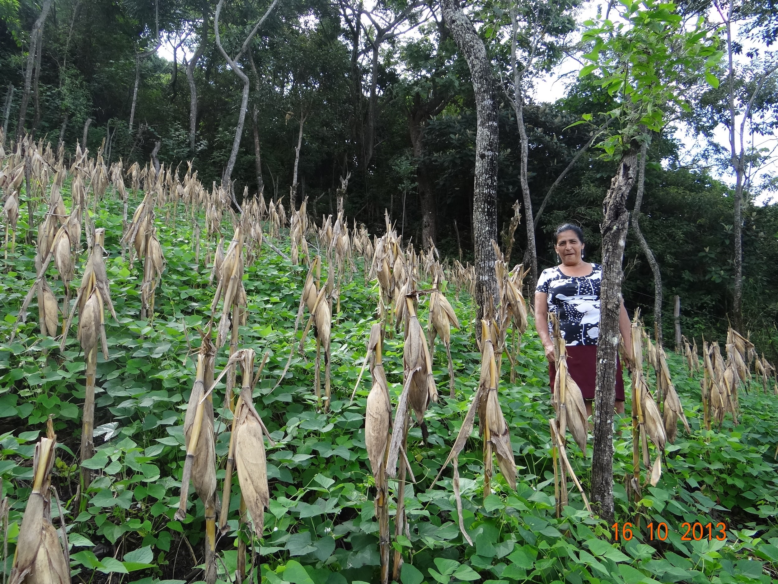 Dona Celia stands in her maize and bean field. The maize has been doubled-over to dry, and intercropped beans are beginning to flower. Trees have been left in the field to help stabilize soil and provide mulch to protect the soil from wind and rain while building soil quality. This approach represents a more sustainable use of land that the project has supported with funding and agricultural expertise from USAID. Photo credit: Edwin García, ABES Project