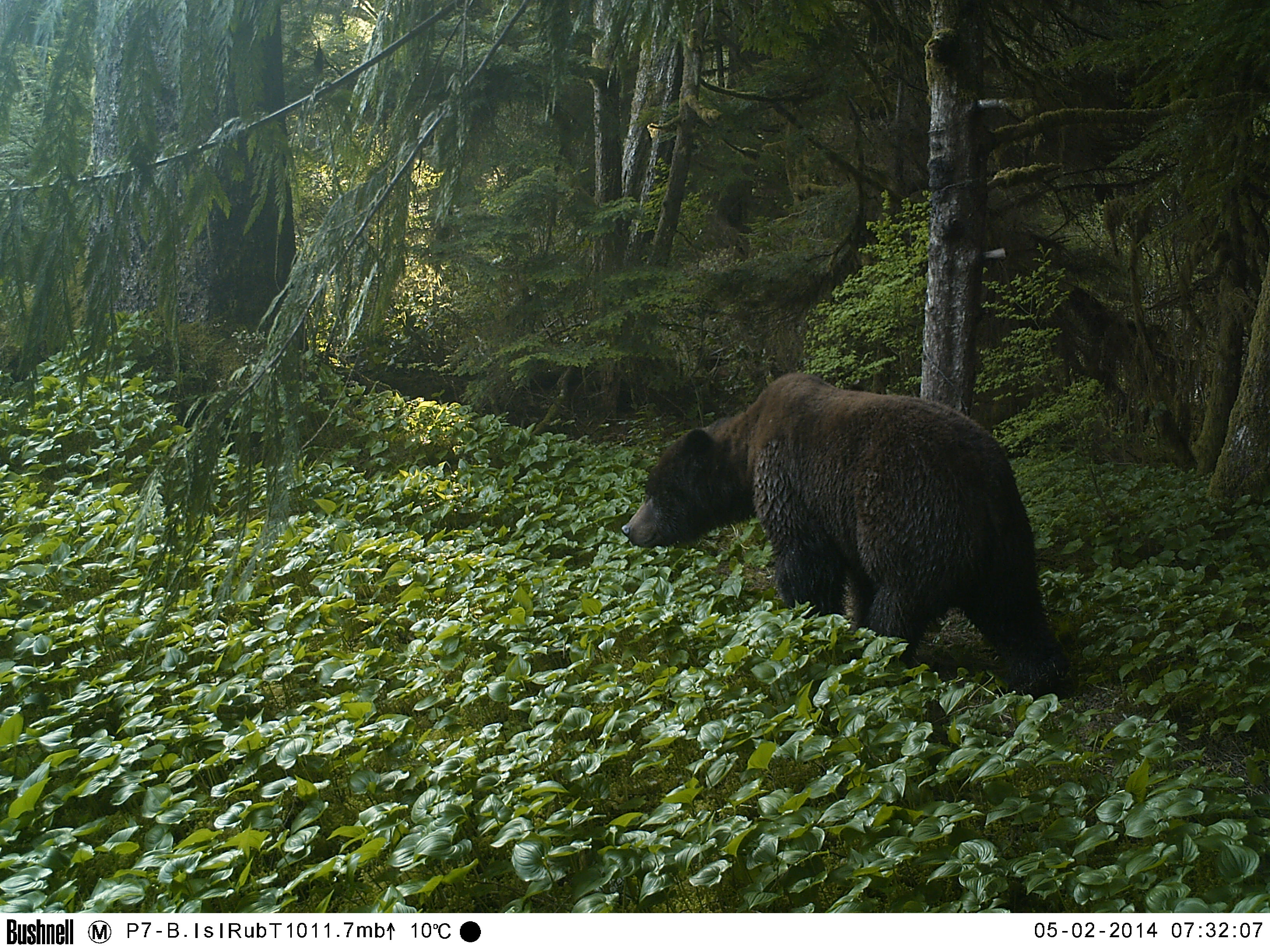 As apex consumers, grizzly bears are interconnected with both terrestrial and marine nutrient flows in the coastal rainforests of the Coastal First Nations and British Columbia, Canada. (Photo courtesy of Wuikinuxv Nation and Raincoast Conservation Foundation).