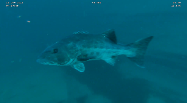 An image of a fish taken by an ROV