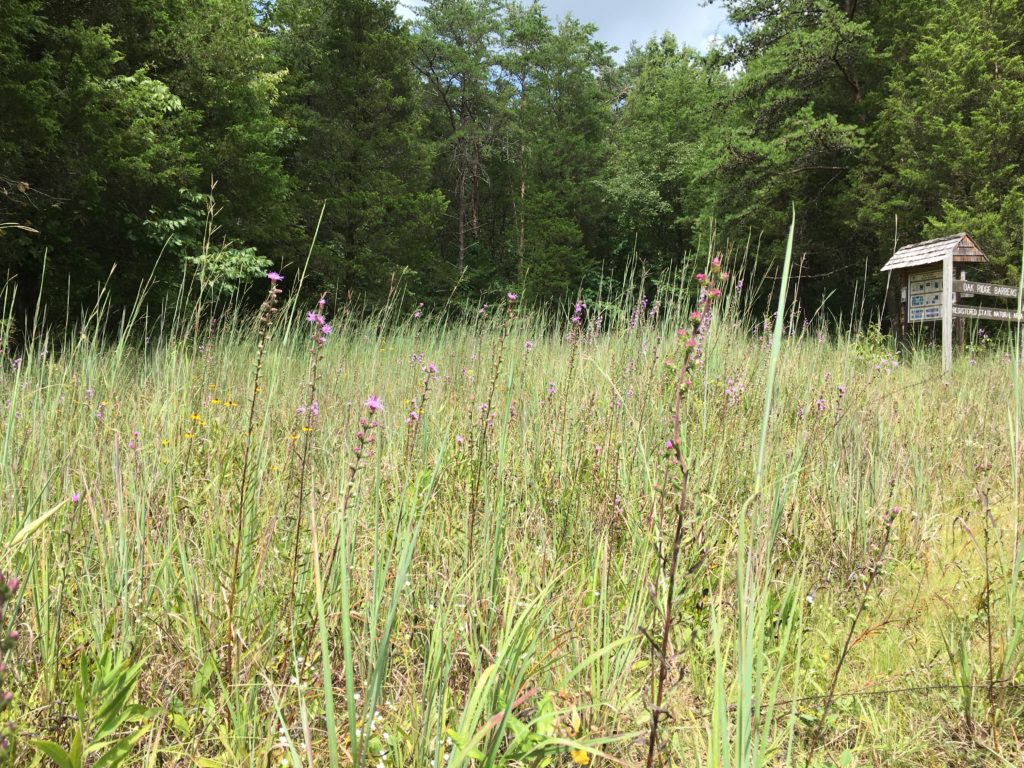 A grassy field at the entrance of Oak Ridge Barrens Natural Area. pine trees rise up in the background.