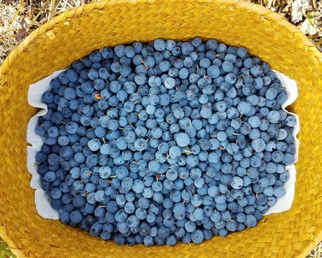 Featured image for the Assessing the Future of Berry Availability for Alaskan Communities project.