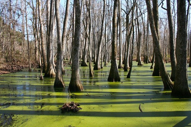 Photo of trees in a swamp
