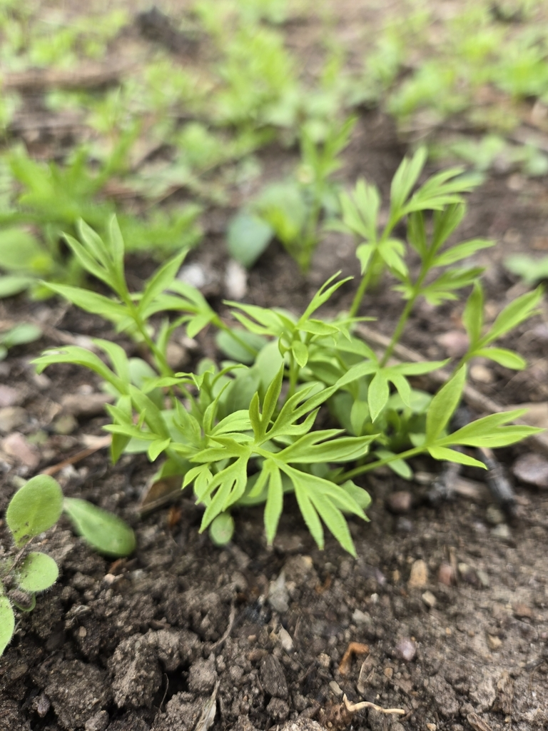 Project Highlight: The Wisconsin Green Muslims community in Madison and Milwaukee