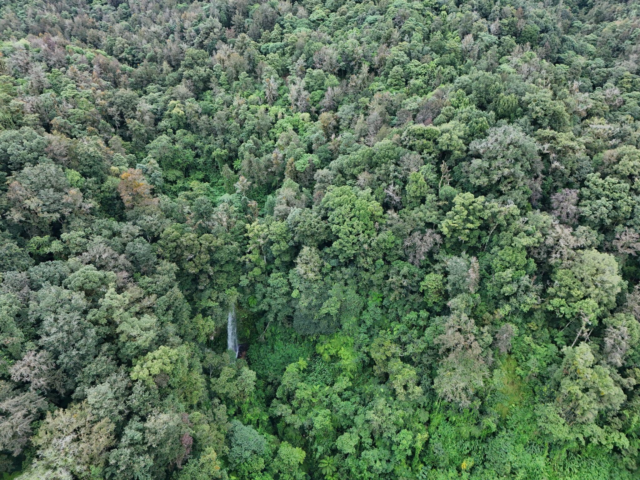 Monitoring Ecosystem Functioning in the Loma Alta Region, Coatepec, Veracruz, Mexico                                                       Monitoreando el funcionamiento del ecosistema en la región de Loma Alta, Coatepec, Veracruz, México